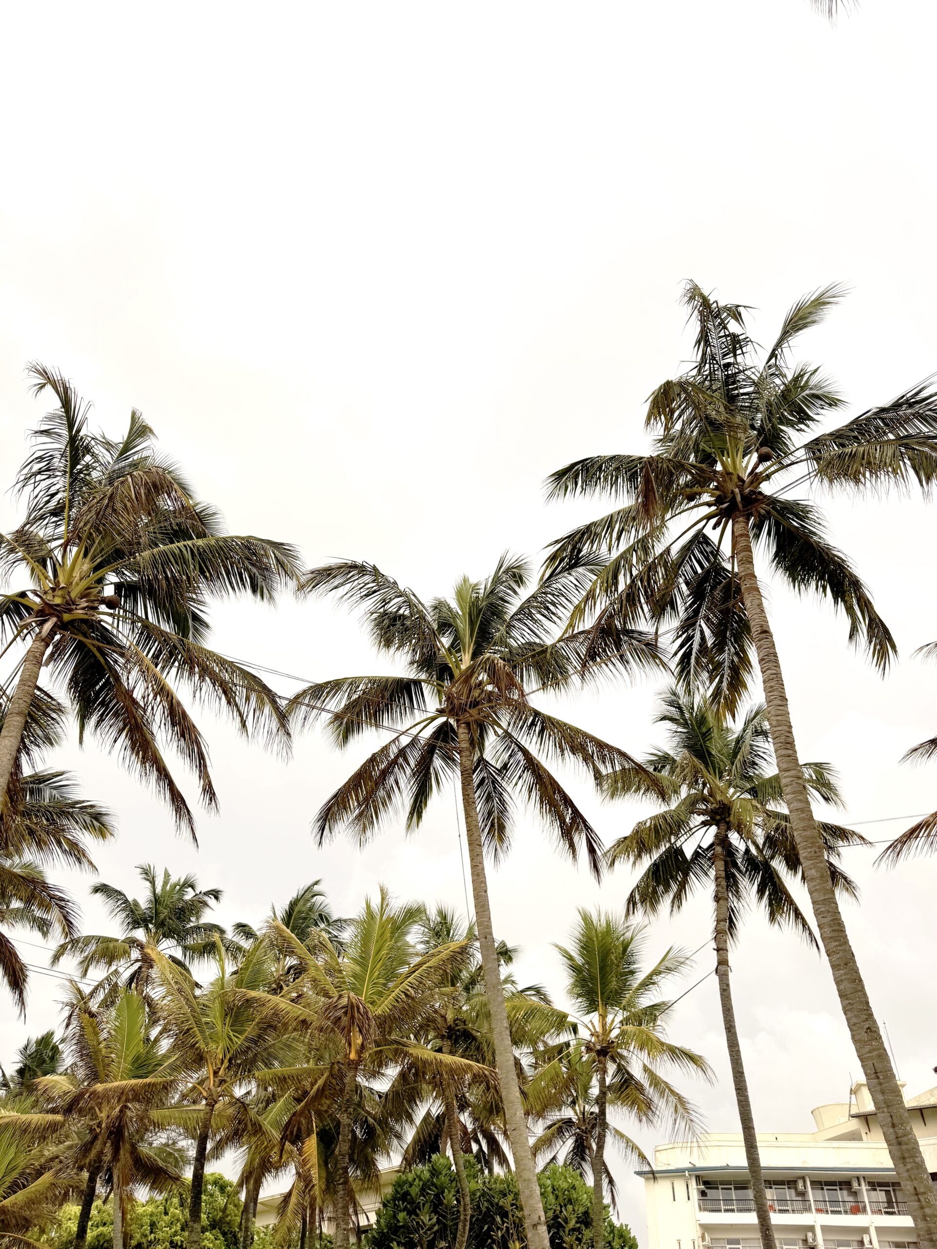 De leukste activiteiten in Sri Lanka – dit mag je écht niet missen
